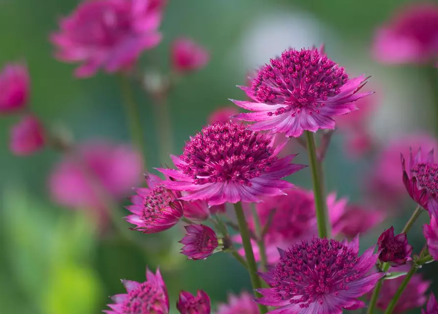 Astrantia major 'Venice' -R-