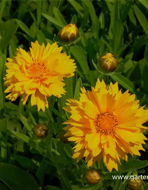 Coreopsis grandiflora 'Early Sunrise'