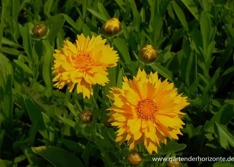 Coreopsis grandiflora 'Early Sunrise'