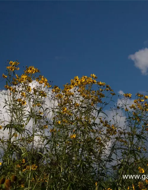 Coreopsis tripteris