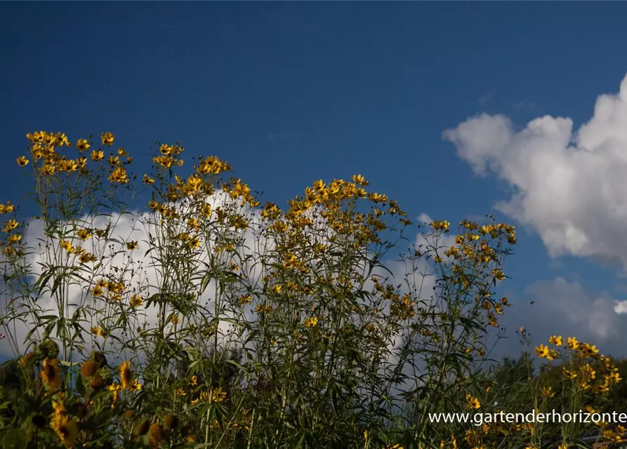 Coreopsis tripteris