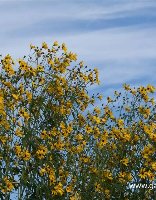 Coreopsis tripteris