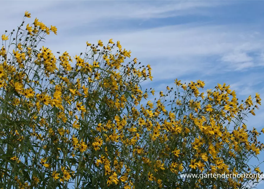 Coreopsis tripteris