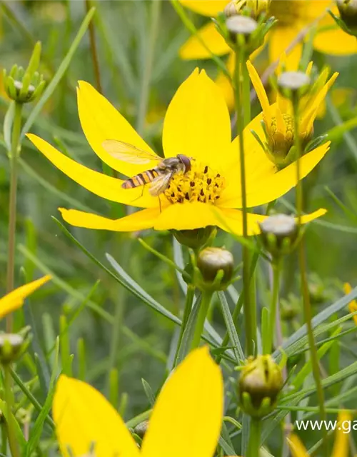 Coreopsis verticillata 'Zagreb'