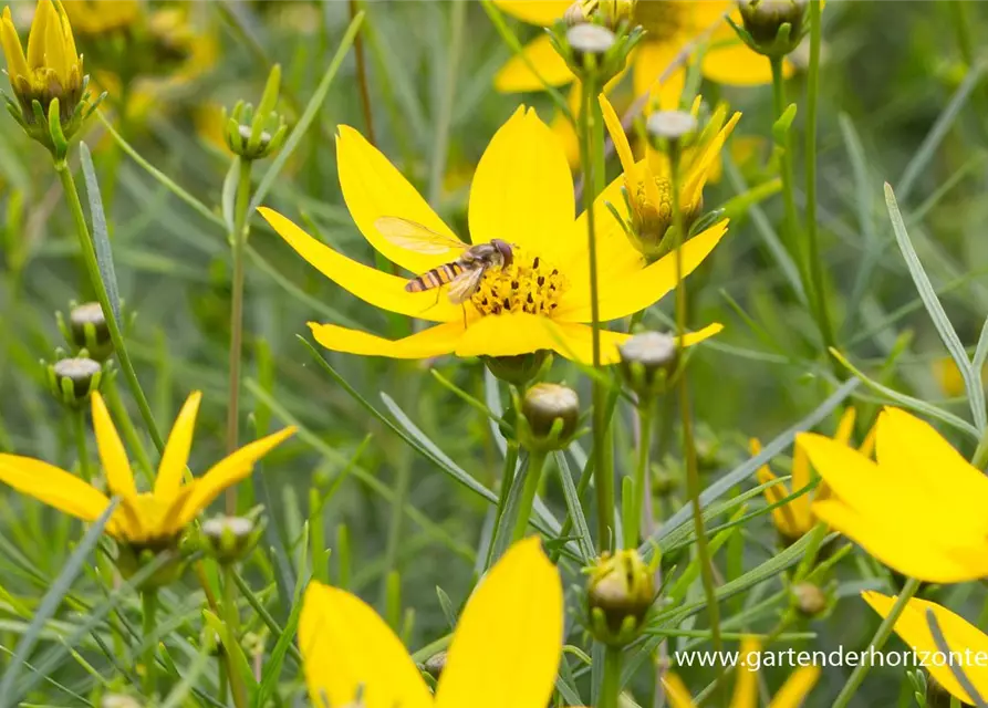 Coreopsis verticillata 'Zagreb'