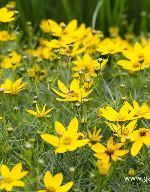 Coreopsis verticillata 'Zagreb'