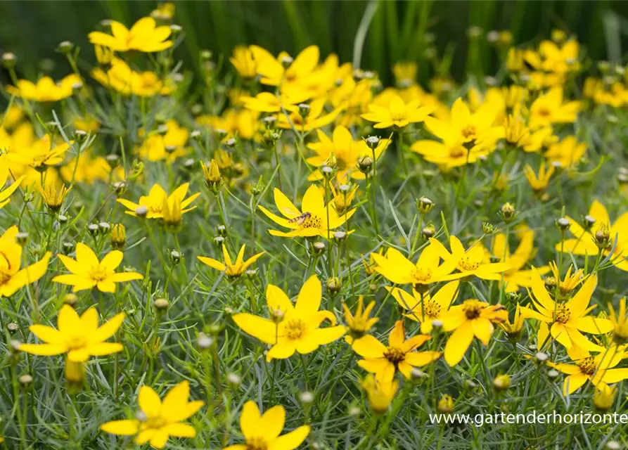 Coreopsis verticillata 'Zagreb'