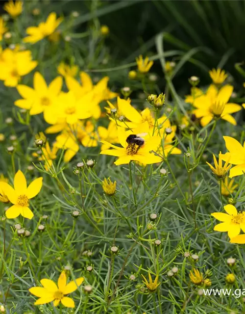 Coreopsis verticillata 'Zagreb'