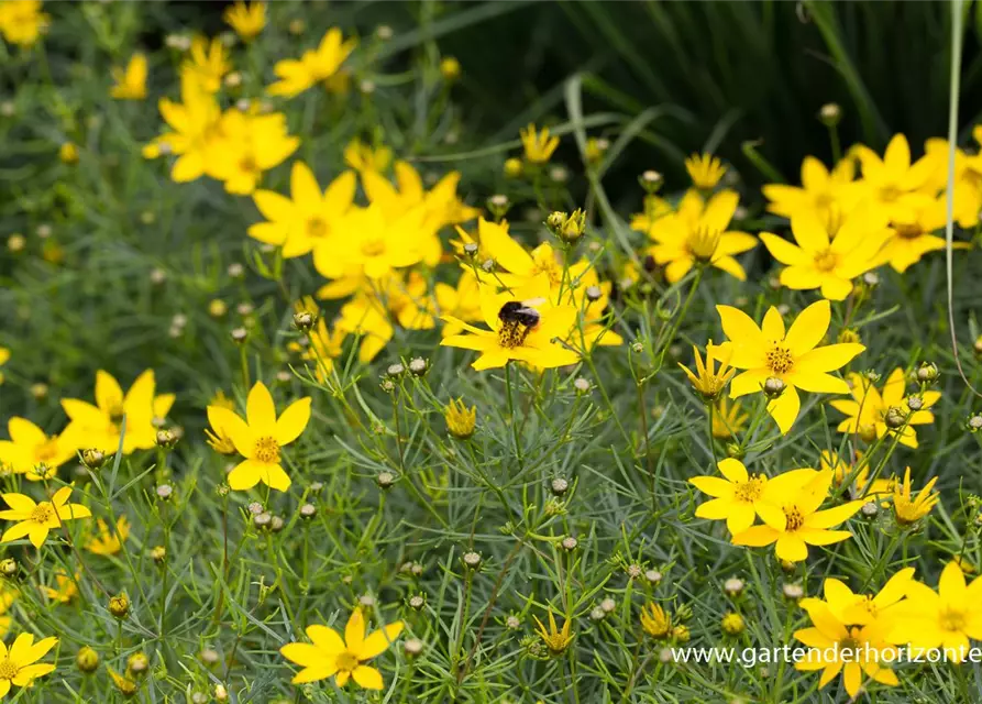 Coreopsis verticillata 'Zagreb'