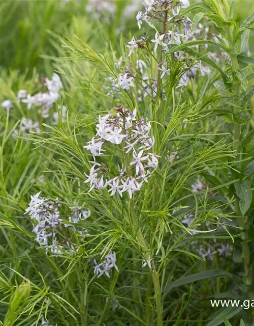 Amsonia