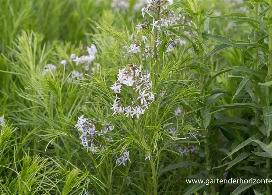 Amsonia