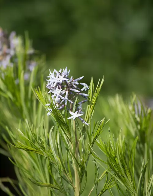 Amsonia