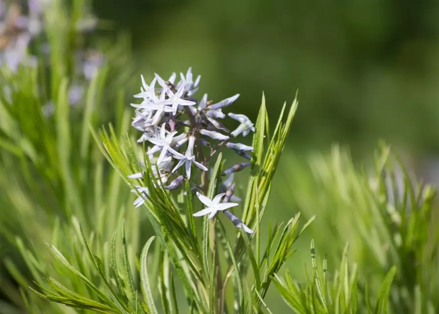 Amsonia