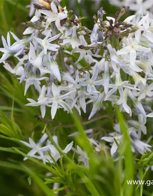 Amsonia