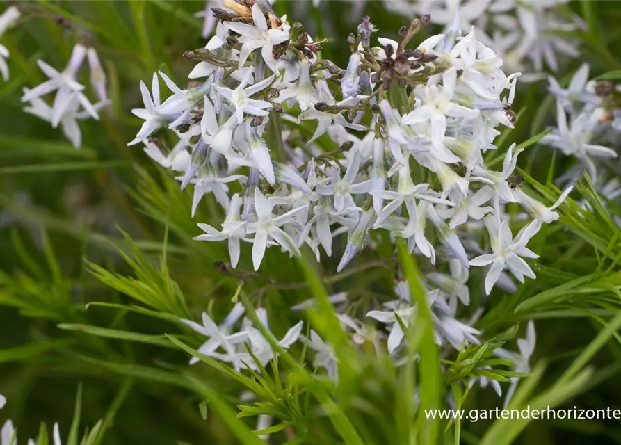 Amsonia