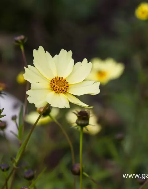 Coreopsis grandiflora 'Full Moon'