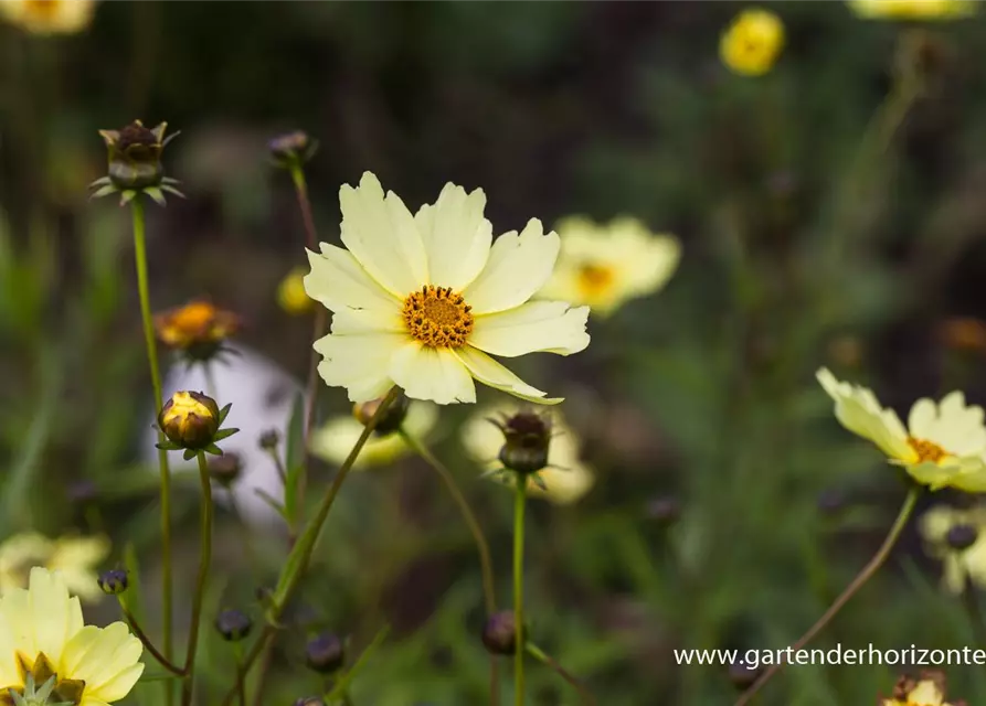 Coreopsis grandiflora 'Full Moon'