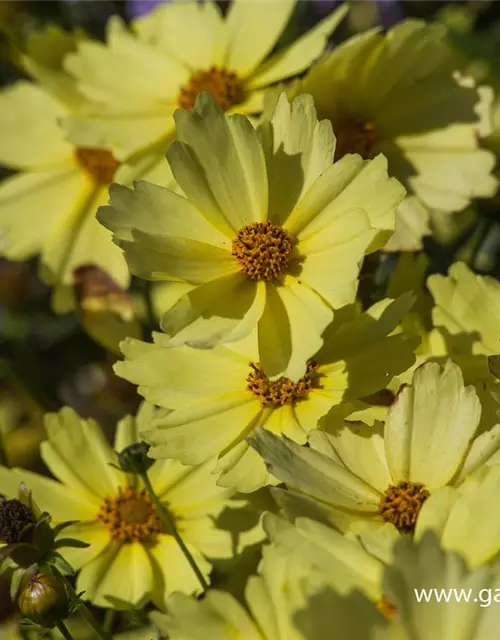 Coreopsis grandiflora 'Full Moon'