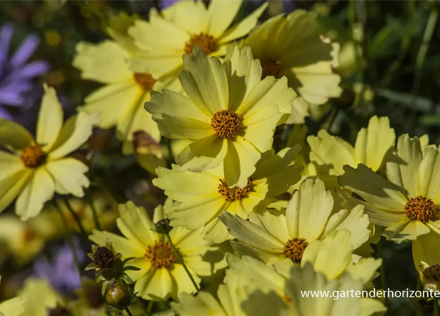 Coreopsis grandiflora 'Full Moon'