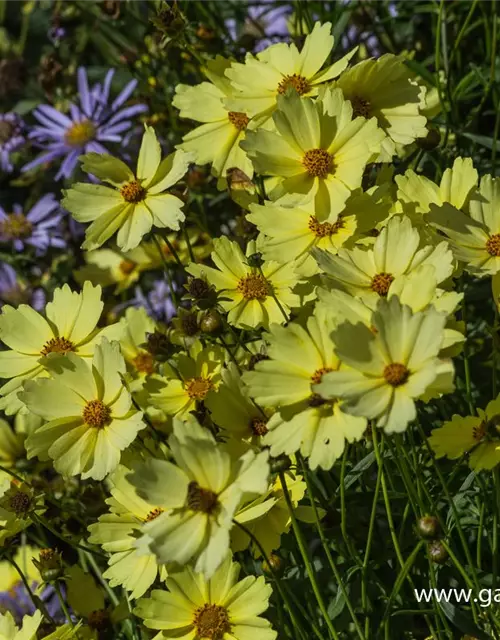 Coreopsis grandiflora 'Full Moon'