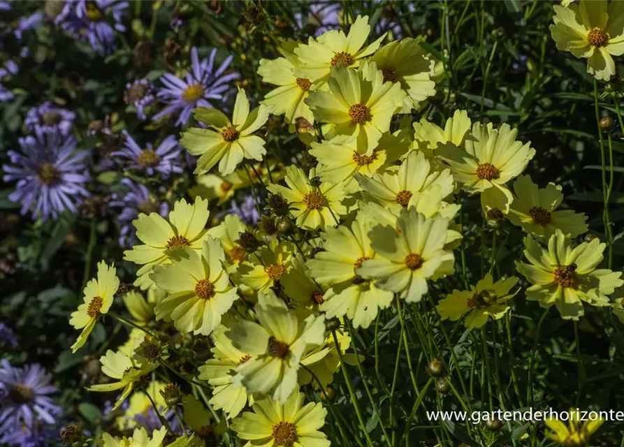 Coreopsis grandiflora 'Full Moon'