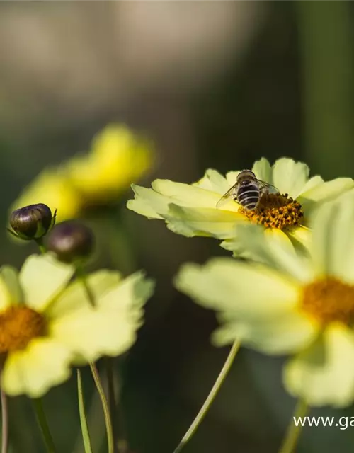 Coreopsis grandiflora 'Full Moon'