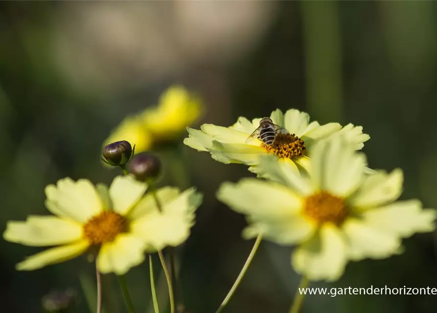 Coreopsis grandiflora 'Full Moon'