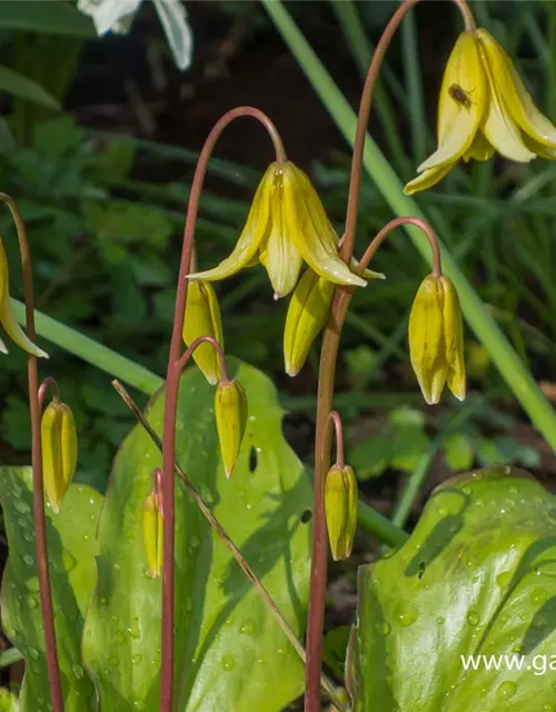 Erythronium tuolumnense 'Pagode'