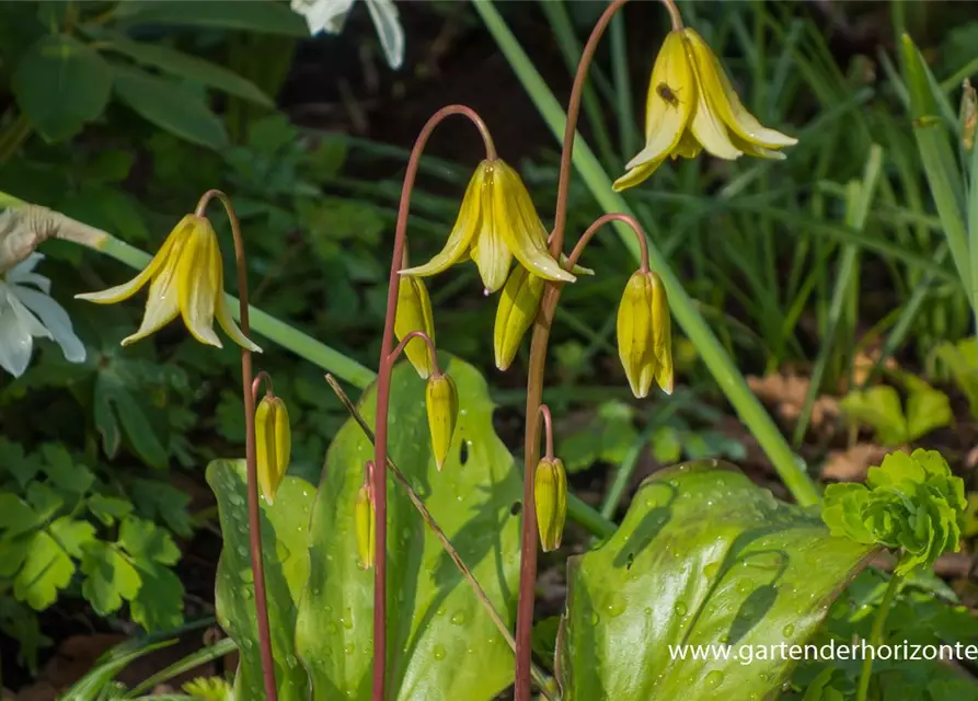 Erythronium tuolumnense 'Pagode'