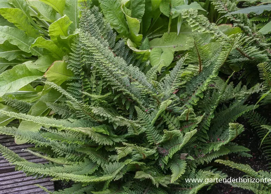 Flacher Filigranfarn 'Proliferum Herrenhausen'