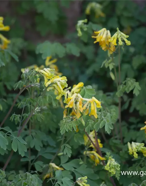 Corydalis lutea