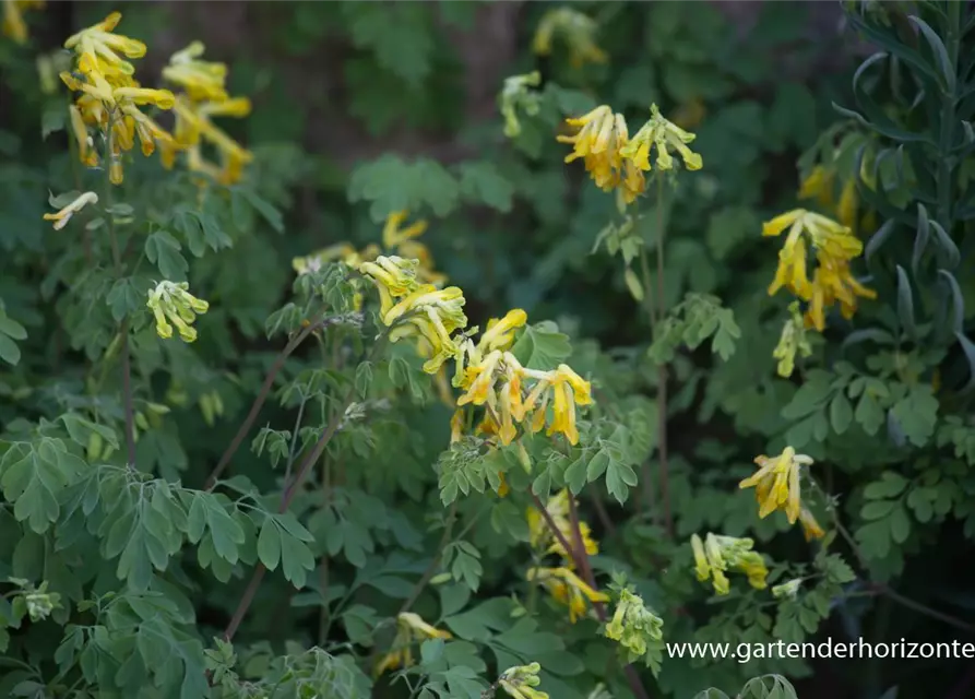 Corydalis lutea