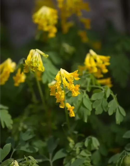 Corydalis lutea