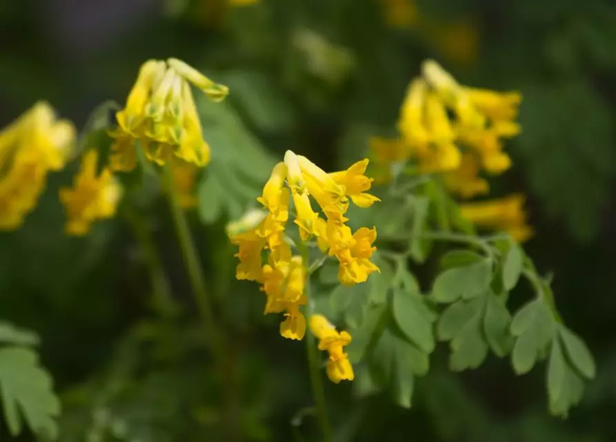 Corydalis lutea