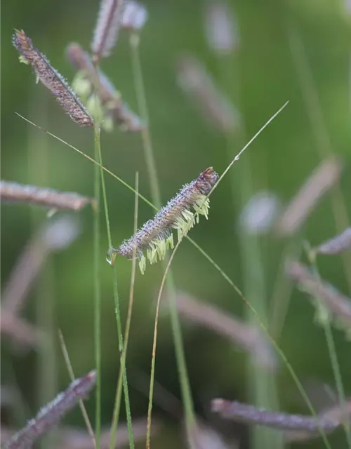 Bouteloua gracilis