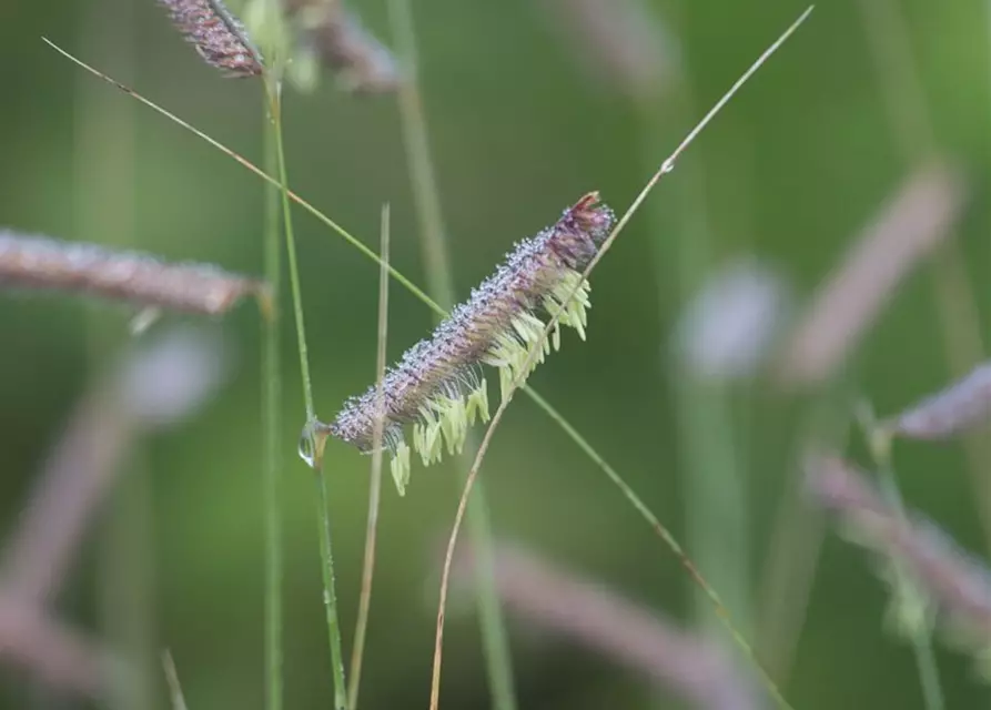 Bouteloua gracilis