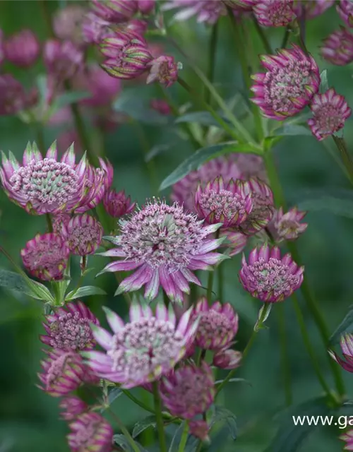 Astrantia maxima 'Rosea'