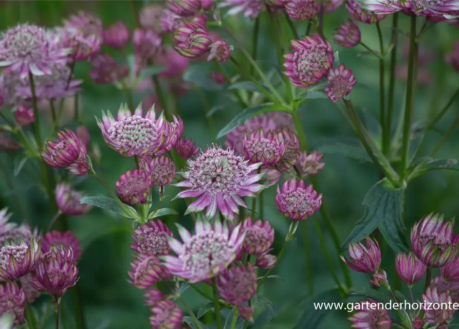 Astrantia maxima 'Rosea'