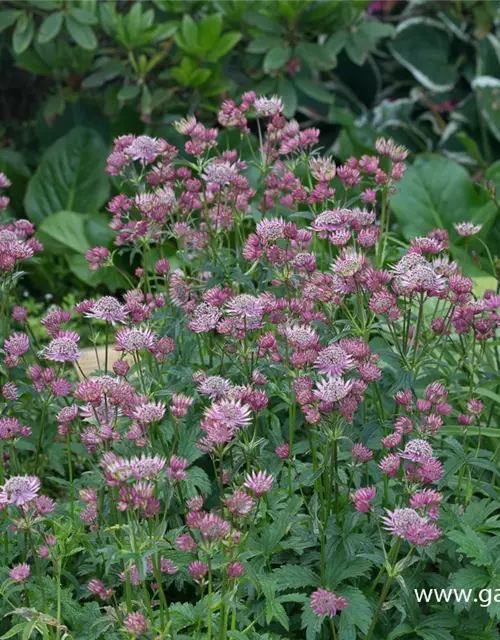 Astrantia maxima 'Rosea'