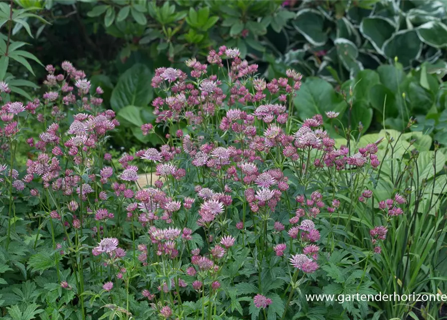 Astrantia maxima 'Rosea'