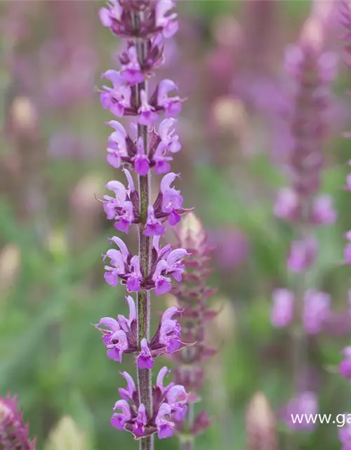 Garten-Blüten-Salbei 'Amethyst'