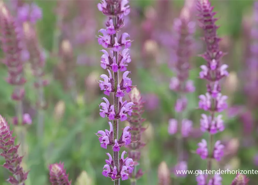 Garten-Blüten-Salbei 'Amethyst'