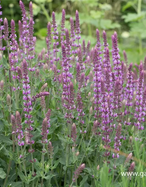 Garten-Blüten-Salbei 'Amethyst'