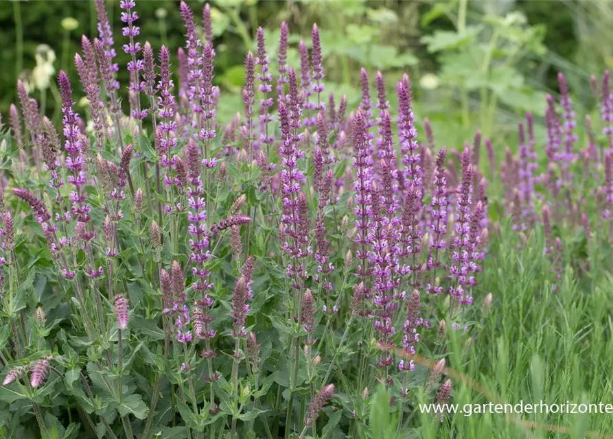 Garten-Blüten-Salbei 'Amethyst'