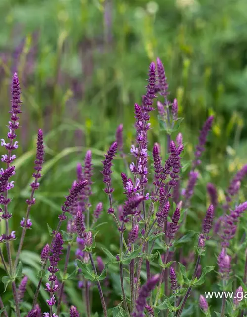 Garten-Blüten-Salbei 'Amethyst'