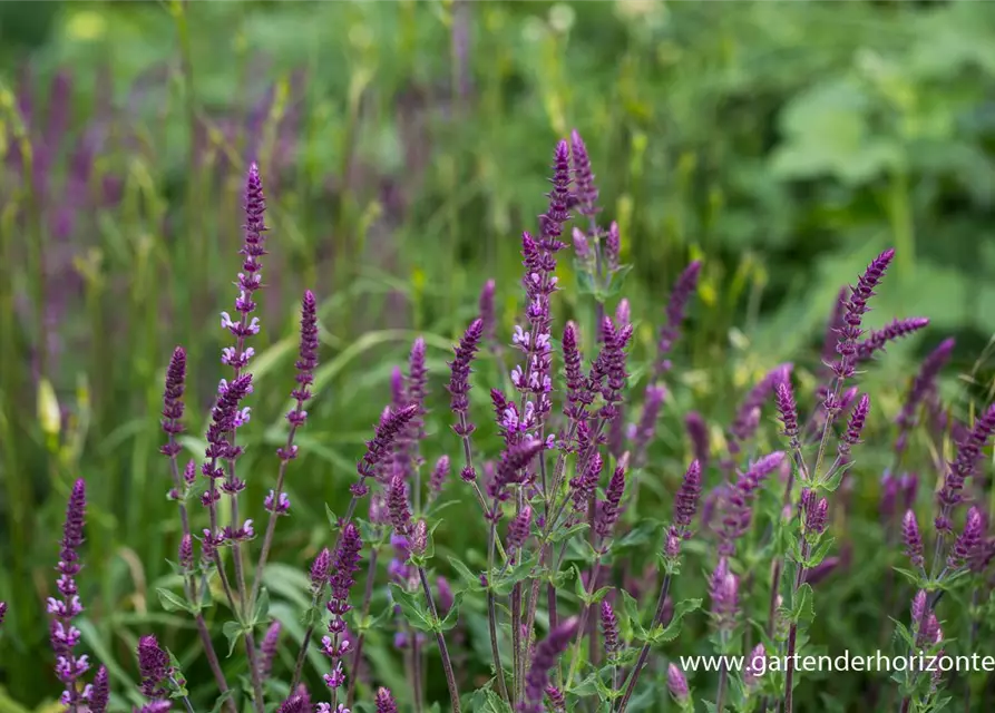 Garten-Blüten-Salbei 'Amethyst'