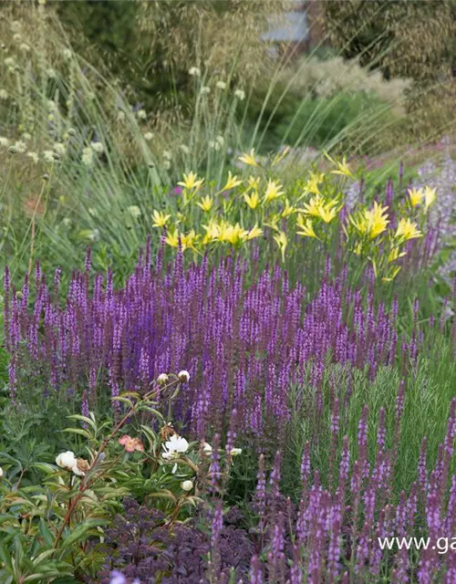 Garten-Blüten-Salbei 'Amethyst'