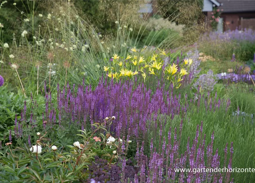 Garten-Blüten-Salbei 'Amethyst'