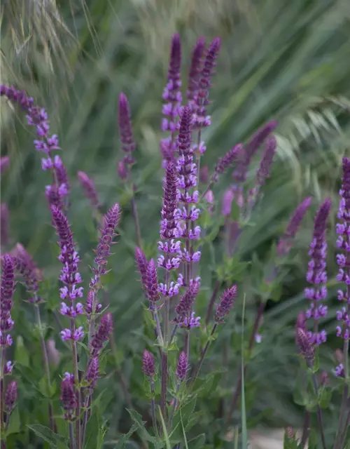 Garten-Blüten-Salbei 'Amethyst'