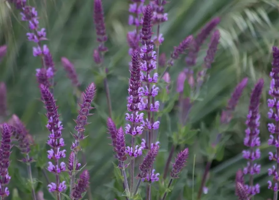 Garten-Blüten-Salbei 'Amethyst'